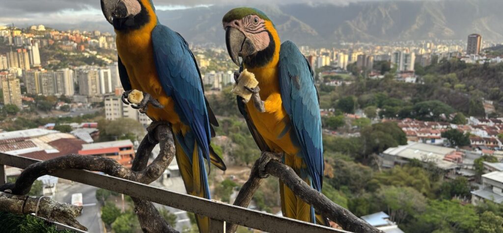 Delta Airlines Caracas Office in Venezuela